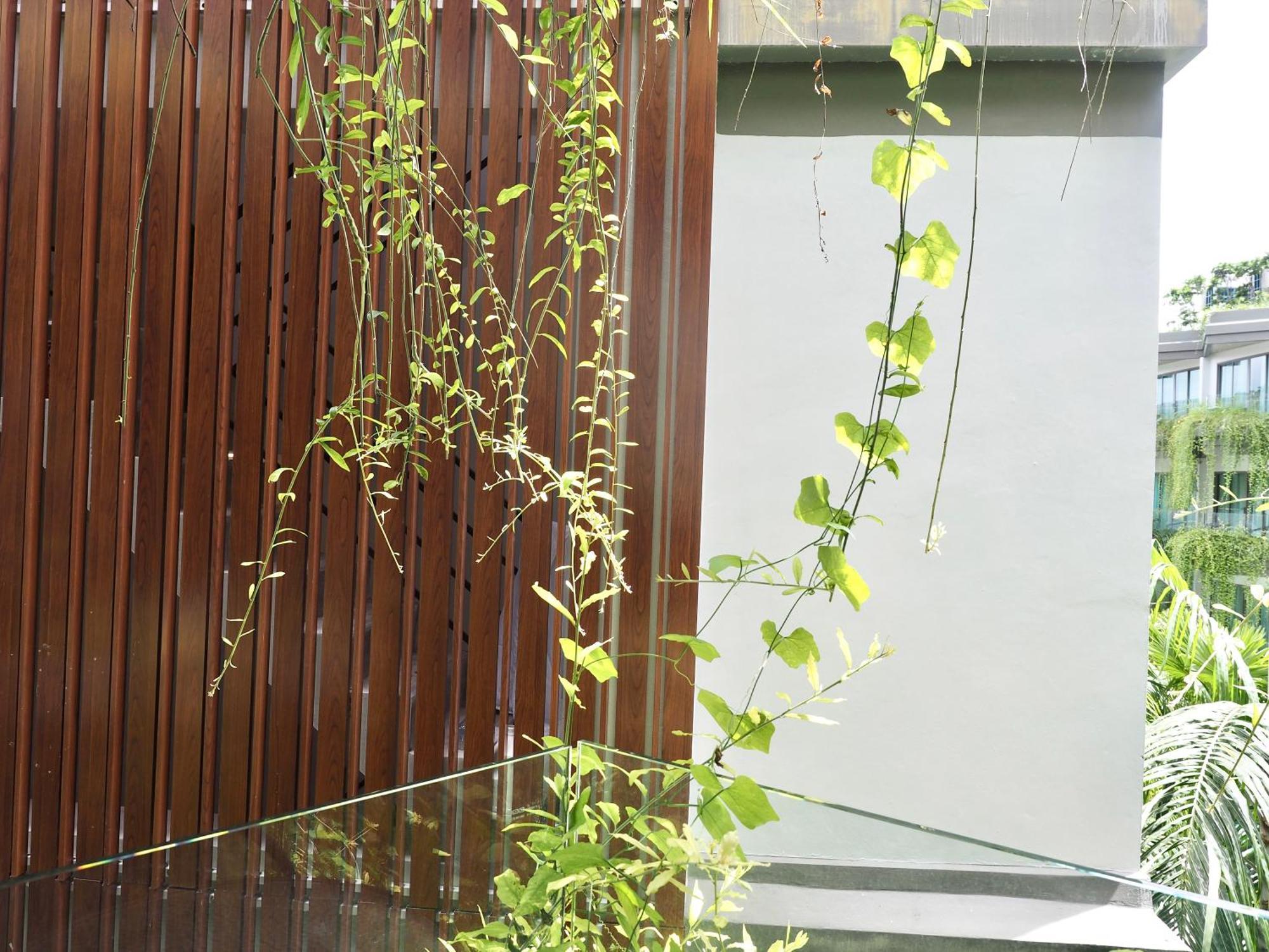 Panwaburi Beachfront Resort - Sha Extra Plus Luaran gambar A green wall in Singapore